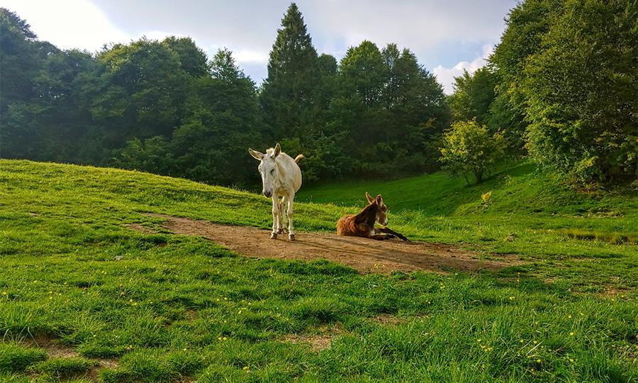 animals-grazing